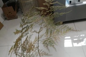 探究文竹黄变的原因及处理方法（文竹黄了怎么办？解决文竹黄叶问题的有效措施）