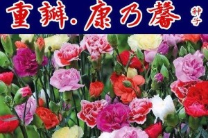 康乃馨花与种子的关系（探讨康乃馨花是否拥有种子及其繁殖方式）