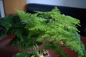 解决文竹多叶子发黄的方法（浇水技巧，让文竹恢复绿意生机）