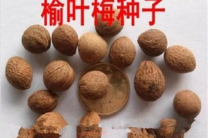 腊梅种子的种植技巧（从选种到养护，全方位教你种腊梅）