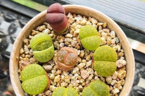 生石花褪皮的处理方法（如何有效去除生石花表面的褪皮问题）