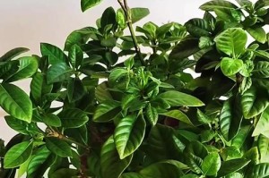 栀子花叶子变黑怎么办？（黑叶子问题解决方案及护理要点）