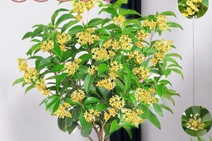 难得一见的桂花开放时间表（揭秘桂花花期和开花时间、条件以及如何保护）