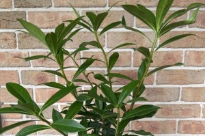 如何正确浇水瑞香冬天的瑞香植物（冬季养护瑞香植物的关键技巧）