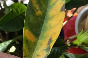 水培栀子花叶子发软的原因与解决办法（探究水培栀子花叶子发软的原因，提供有效的解决办法）