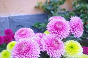乒乓菊的生长特点及开花时间（一年开几次花？四季开花真相大揭秘！）