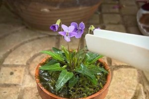 紫花地丁的种植技巧与注意事项（打造美丽花园，学会种植紫花地丁）