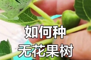 室内无花果的养殖之道（打造室内绿色空间，享受无花果的盆栽乐趣）