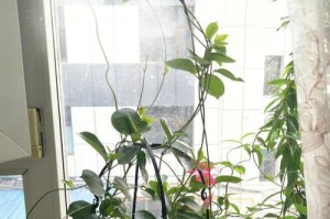 如何正确养护以飘香腾（关键步骤和技巧一网打尽）