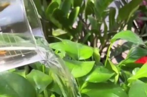 以绿箩怎么把叶子吊起来？（创意装饰家居的绿植利器）