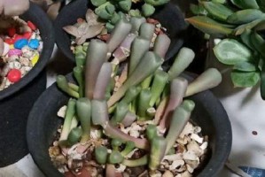 绯花玉徒长应对方法（有效预防和治疗绯花玉徒长，拥有健康肌肤）