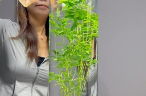 盆栽小竹子的养殖与护理（打造家居绿意，小竹子是不错的选择）