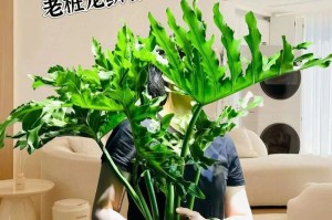 龙鳞春羽的养殖方法与注意事项（从选苗到出售，打造高品质的龙鳞春羽养殖）