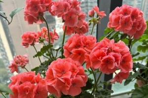 天竺葵开花的奥秘（探索天竺葵开花的时间差异与原因）