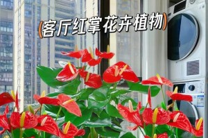 红掌花烂了怎么办？（教你如何挽救烂掌花，让它重新焕发生机！）