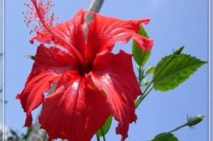 扶桑花的多彩世界（解密扶桑花的颜色）
