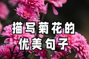 探寻菊花的神秘魅力——从花语和象征意义的角度（探寻菊花的神秘魅力——从花语和象征意义的角度）