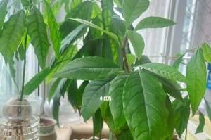 牛油果籽种植技巧（从种子到盆栽，快速掌握种植方法）