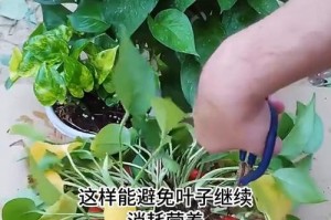 绿萝生长周期解析（从种植到成熟，了解绿萝的生命历程）