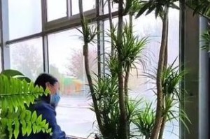 花卉龙须树的养护技巧（打造健康美丽的龙须树完美呈现家居风景）