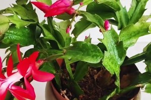 如何区分蟹爪兰花包？（掌握关键识别要点，轻松辨别蟹爪兰花包）