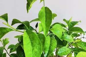 茉莉花（探秘茉莉花为何总是落叶，解开这个谜团的关键在于…）