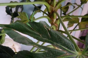 八角花叶子上的斑点（保护你的八角花）