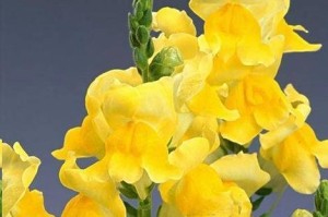 金鱼草的留种方法与技巧（探究金鱼草如何进行有效繁殖以保持品质与数量稳定）