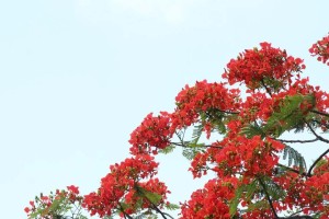 凤凰花盛开季节及开花特点（美丽绽放的凤凰花，什么时候开花最美？）