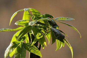 发财树绿植养护指南（打造繁茂、健康的发财树绿植，关键在于正确的养护方法）