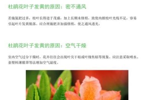 杜鹃花叶子尖干发黄的原因及治疗方法（探究杜鹃花叶子尖干发黄的原因，并给出相应的护理方法）