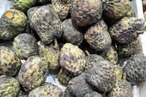 探究释迦果籽的种植与结果