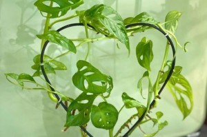 家养水培植物，打造舒适室内环境（从选择种类到养护技巧，一篇文章帮你搞定）
