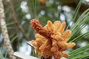如何科学浇水松树，促进生长？（用水的正确方式和时机，让松树茁壮成长）