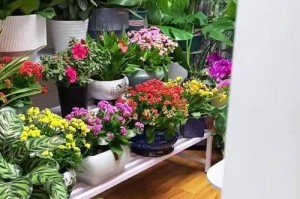 冬天如何保暖室内植物（室内植物保暖小贴士，让你的绿色室友温暖过冬）