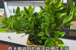 栀子花的剪枝技巧（打造健康繁花似锦的栀子花树）