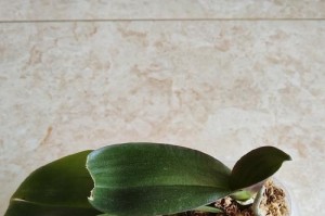 猫眼竹芋叶子折断后的处理方法（保护猫眼竹芋，处理叶子折断的关键步骤）