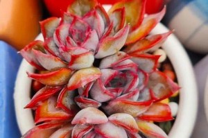 《铭月开花了，我们该如何应对？》（破解铭月开花难题，迎接新一轮挑战）