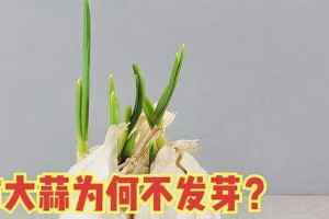 大蒜催芽方法大揭秘！（如何让大蒜快速发芽，尝试这些方法吧！）