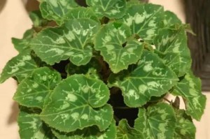 兔子花黄叶的处理方法（赏花养兔，掌握这些方法让兔子花常绿）