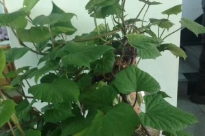 水培红薯的保存方法（如何避免水培红薯烂掉）