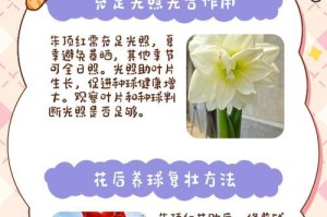 掌握朱顶红夏季养护之道（打造炫丽夏日花海，享受绚烂盛夏）