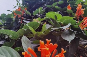 如何正确养护刚种下的炮仗花（炮仗花养护关键步骤及技巧）