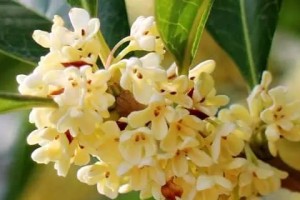 桂花的颜色及其特点（多彩桂花丰富味蕾）