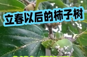 如何解决柿子树不结果的问题（从栽培管理到疾病防治全面解析）