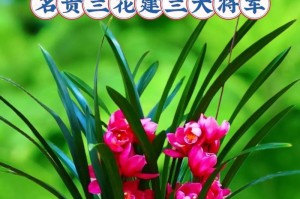打造美丽夏日花园的秘诀——养护建兰的技巧（揭秘建兰夏季养护的五大要点，助你打造花园中的瑰丽花海）