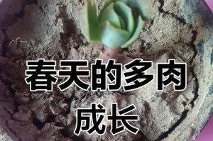 多肉花的养殖之道（打造多肉花的绚丽世界）