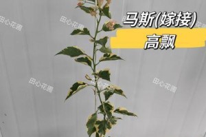 一、什么是三角梅嫁接？