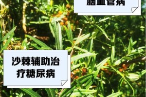 探究沙棘的生长环境（从地理条件到土壤特性，了解沙棘生长的必要条件）