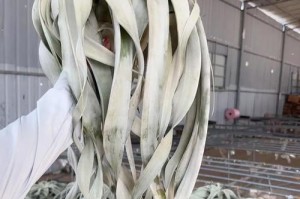凤梨如何度过寒冷的冬天（保暖、抗寒、健康的凤梨冬季养护指南）